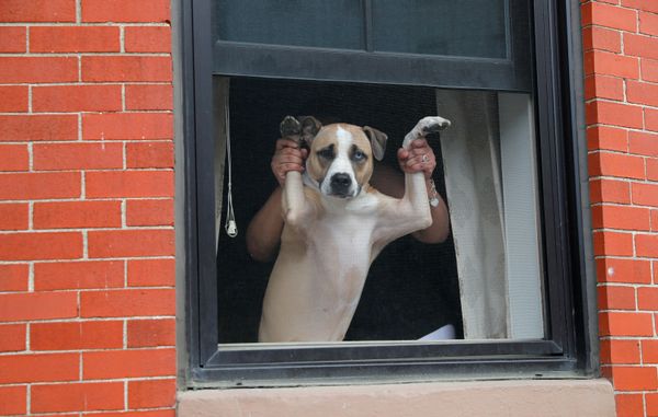 The Perfect Bond Between Humans and Dogs The Perfect Bond Between Humans and Dogs - Sputnik International