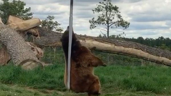 Bear - Sputnik International