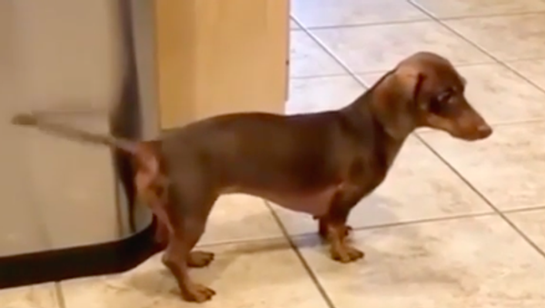 Dachshund - Sputnik International