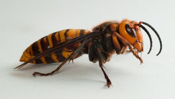 Giant hornet - Sputnik International