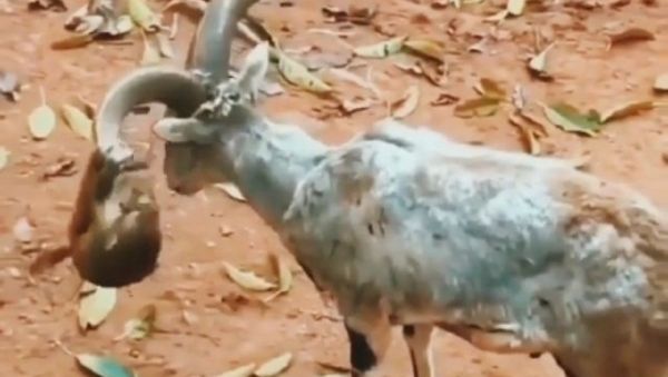 Goat - Sputnik International