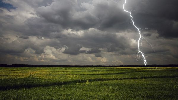Nine cows killed by lightning strike in Ireland - Sputnik International