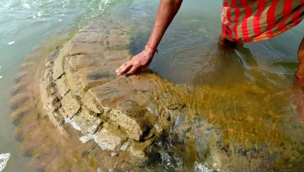 An archaeological survey team from the Indian National Trust for Art and Cultural Heritage that visited the village in Nayagarh district, said the top of the Gopinath Dev temple was visible due to the reduction in the water-level of the river - Sputnik International