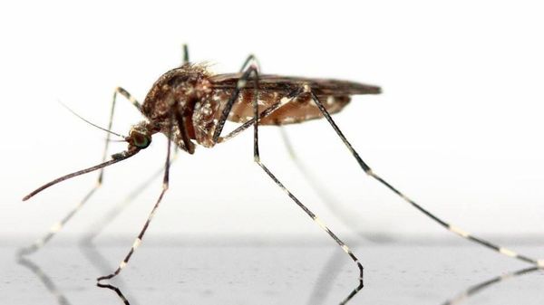 Mosquito - Sputnik International