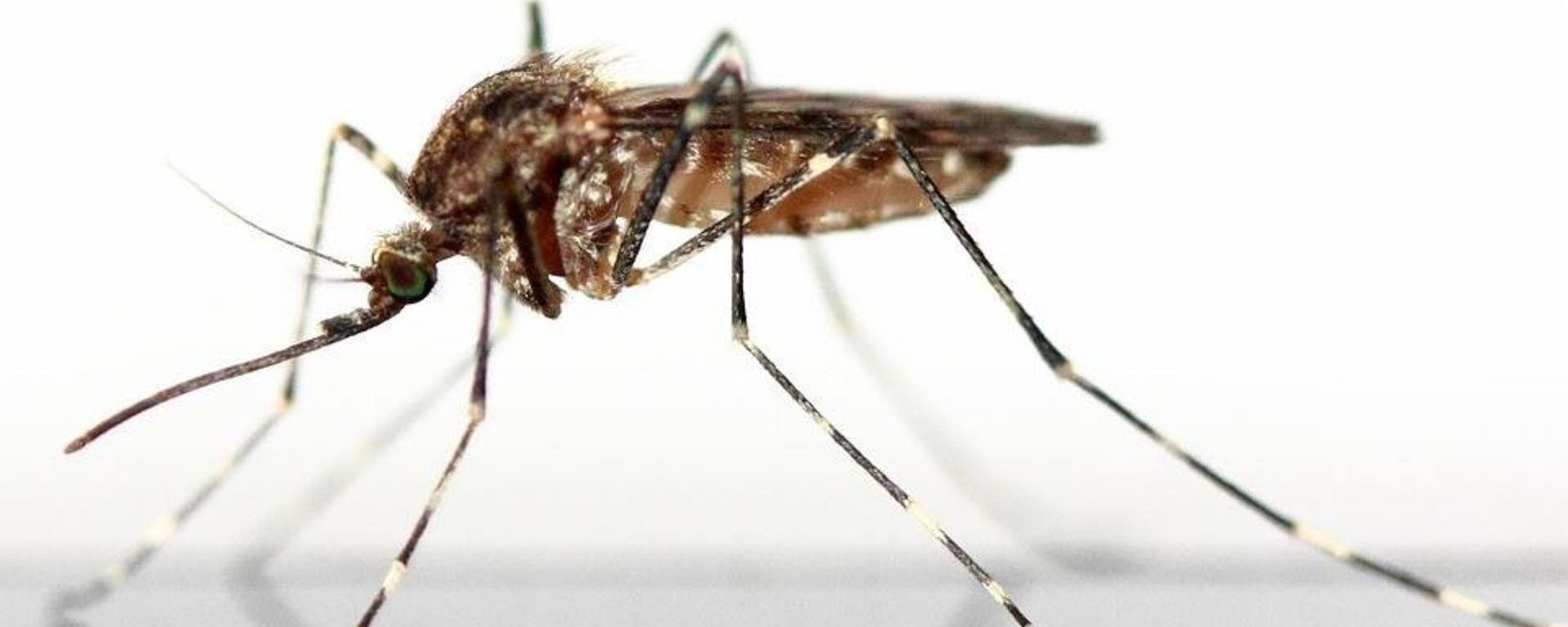 Mosquito Mosquito - Sputnik International, 1920, 02.11.2022