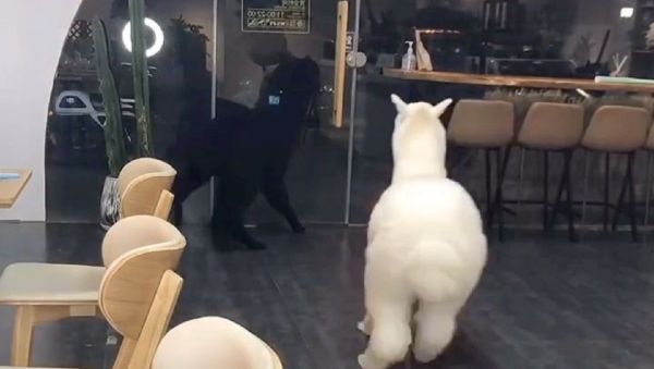Alpaca - Sputnik International