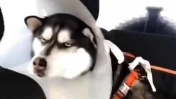 Husky Hilariously Unamused With Owner After Vet Visit - Sputnik International