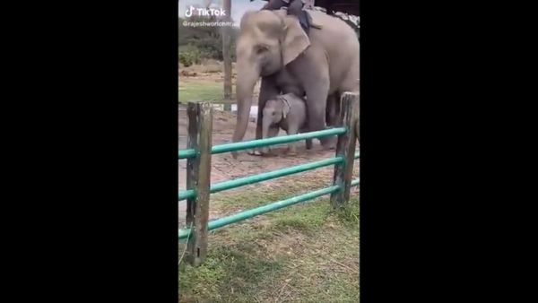 Here baby elephant with Z+ security - Sputnik International
