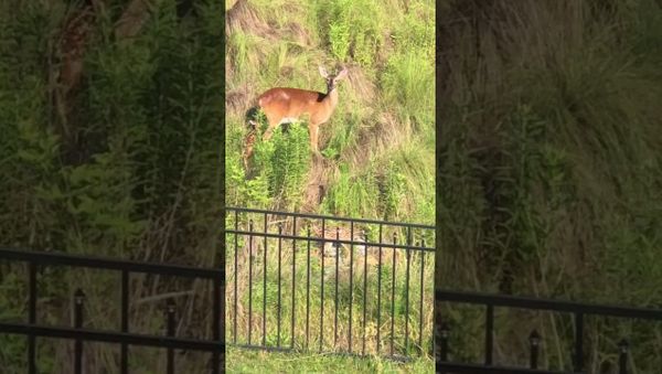 Mother Deer Protects Babies From Playful Dogs  - Sputnik International