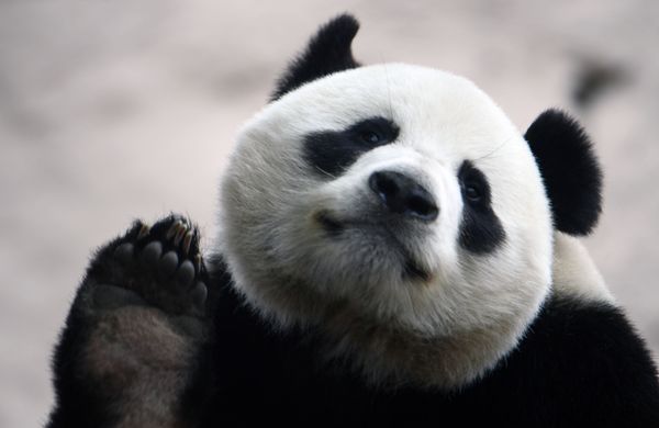 Giant panda in the Moscow Zoo prepares for visitors as the restrictive measures in the Russian capital come to an end. - Sputnik International