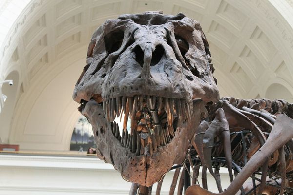 UK Palaeontologists Discover Remains of Previously Unknown Species of Dinosaur UK Palaeontologists Discover Remains of Previously Unknown Species of Dinosaur - Sputnik International