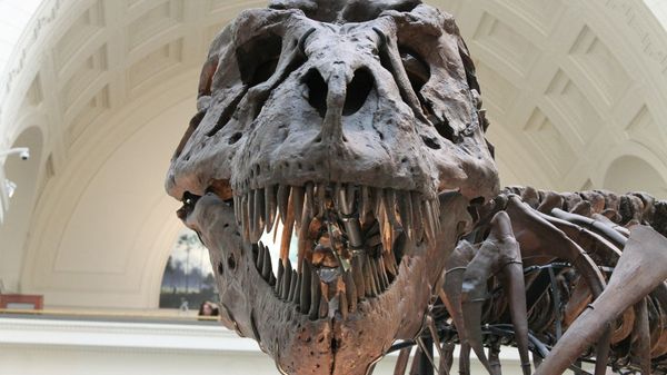 dinosaur's skeleton  - Sputnik International