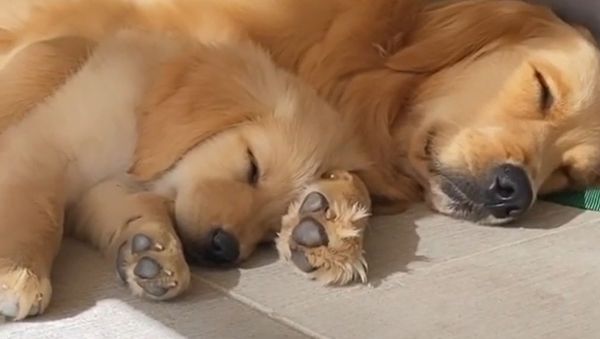 Golden Retriever Puppy Snuggles Up With Mom  - Sputnik International