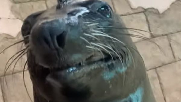 sea lion - Sputnik International