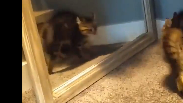 a kitten - Sputnik International