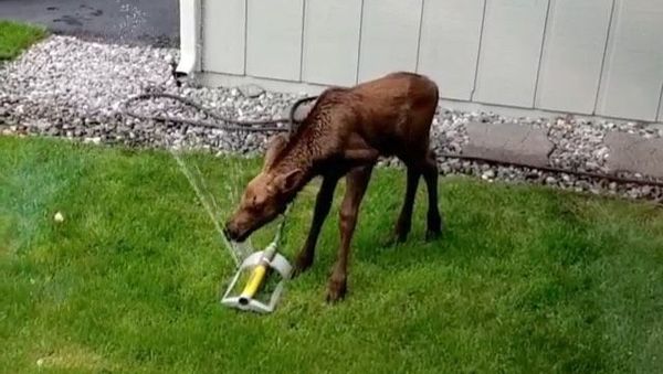 moose - Sputnik International