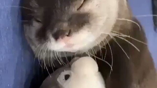 Otters - Sputnik International