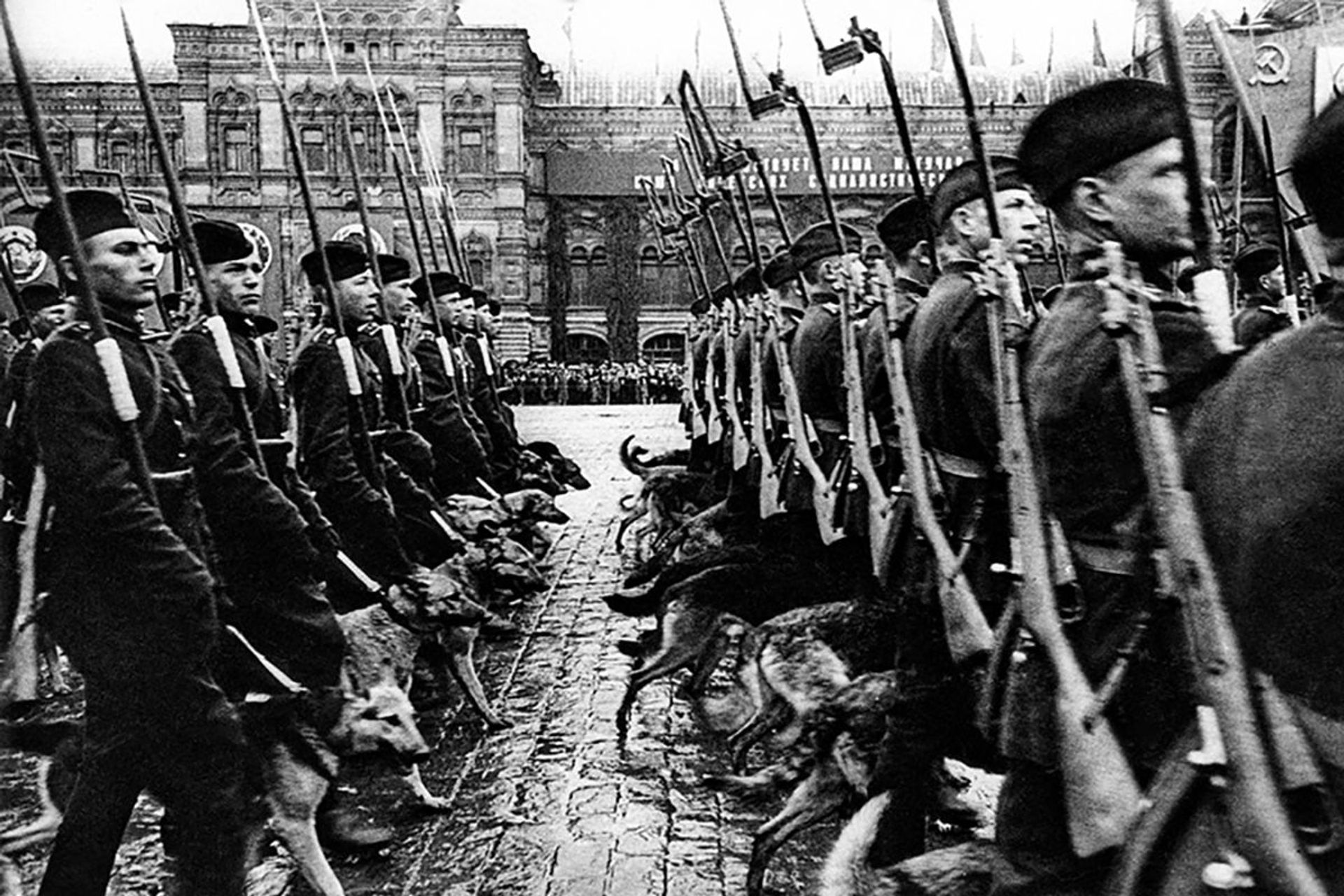 Ranks of sappers with tracker dogs marching on Red Square during the first Victory Parade, 24 June 1945 Ranks of sappers with tracker dogs marching on Red Square during the first Victory Parade, 24 June 1945 - Sputnik International, 1920, 31.12.2022