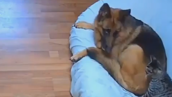 German Shepherd and Cat - Sputnik International