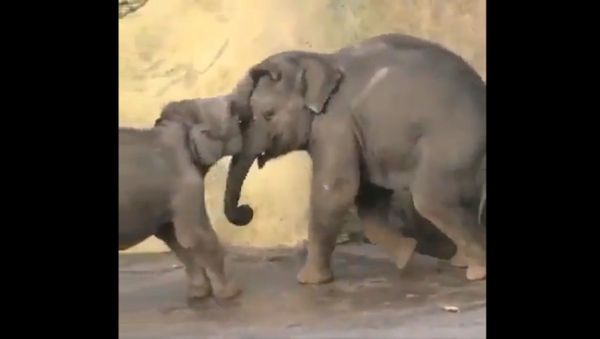 You can take an elephant to water,  But you can’t make him swim  - Sputnik International