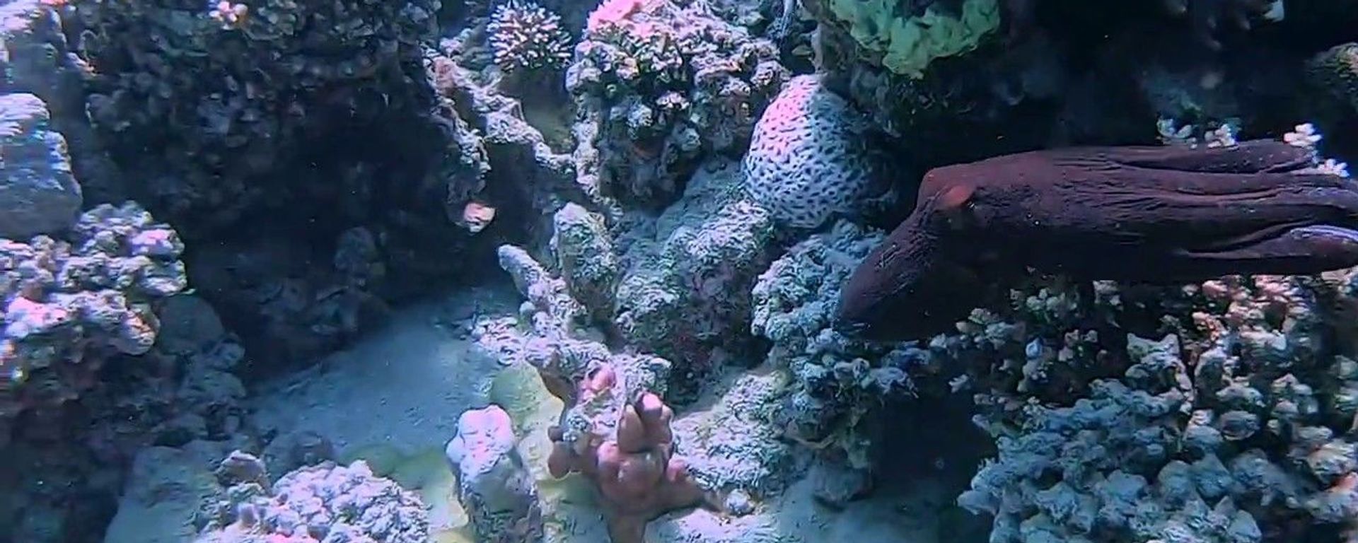 Octopus Hides Amongst Coral Octopus Hides Amongst Coral - Sputnik International, 1920, 26.11.2022