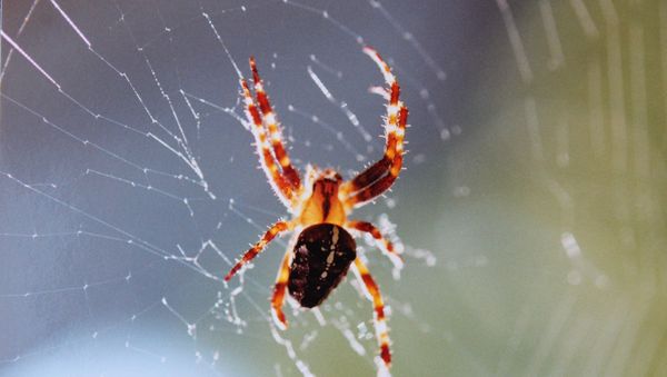 a spider - Sputnik International