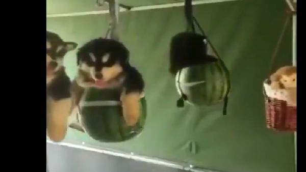 Dogs - Sputnik International