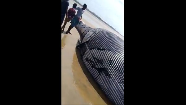 A large whale washed ashore on Monday in Mandarmani in the East Midnapore district of  WestBengal  - Sputnik International