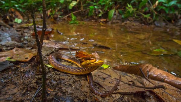 Lost and found!!! The Assam Keelback snake has been found after 129 years from Poba reserve forest on the #Assam-Arunachal Pradesh border by a team from Wildlife Institute of India  - Sputnik International