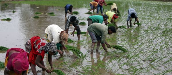 Farmers plant saplings in a rice field on the outskirts of Ahmedabad, India, July 5, 2019. Farmers plant saplings in a rice field on the outskirts of Ahmedabad, India, July 5, 2019. - Sputnik International
