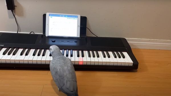 Parrot - Sputnik International