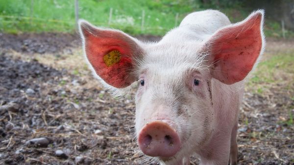 Pig - Sputnik International