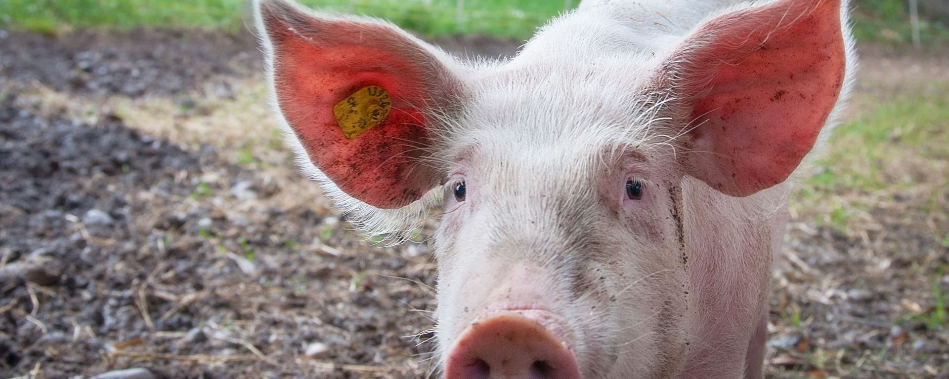 Pig Pig - Sputnik International, 1920, 20.01.2022