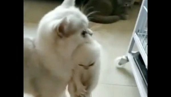 Cat - Sputnik International