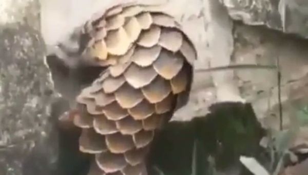 Pangolins - Sputnik International