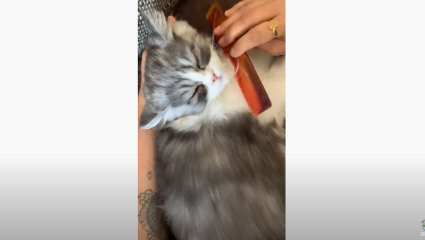 In Purradise: Sweet Kitty Purrs While Being Pampered  - Sputnik International