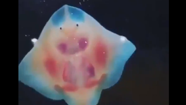 baby stringray - Sputnik International