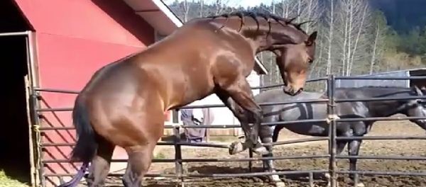 Horse - Sputnik International