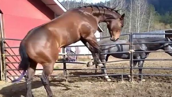 Horse - Sputnik International