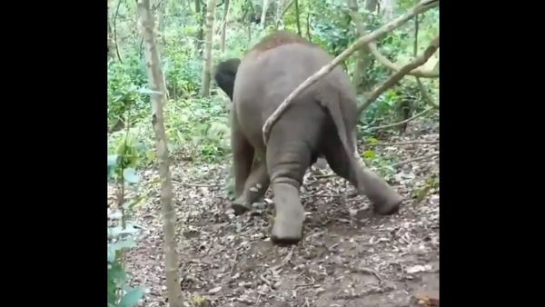 This little calf is all excited about swinging - Sputnik International