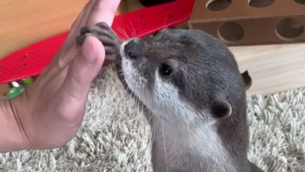 High Five!  - Sputnik International