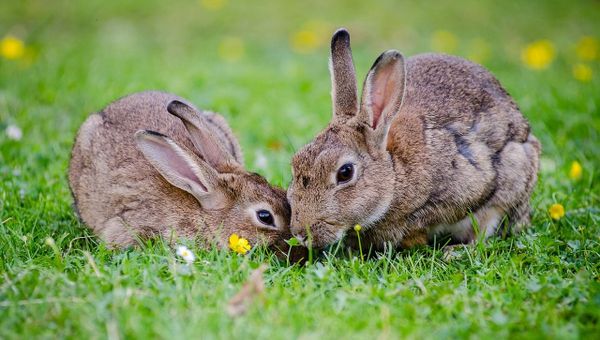 rabbits - Sputnik International