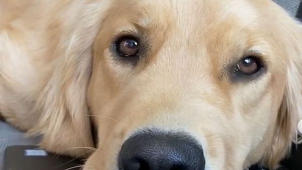 Golden Retriever Says It’s Time to Stop Working  - Sputnik International