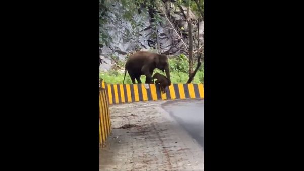 This will melt you. This is how human infrastructure creates hindrance to wildlife. Look at the struggle. That is why we need special care in wildlife areas - Sputnik International