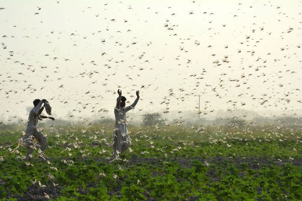 Farmers try to scare away a swarm of locusts from a field on the outskirts of Sukkur in southern Sindh province on July 1, 2020 Farmers try to scare away a swarm of locusts from a field on the outskirts of Sukkur in southern Sindh province on July 1, 2020 - Sputnik International