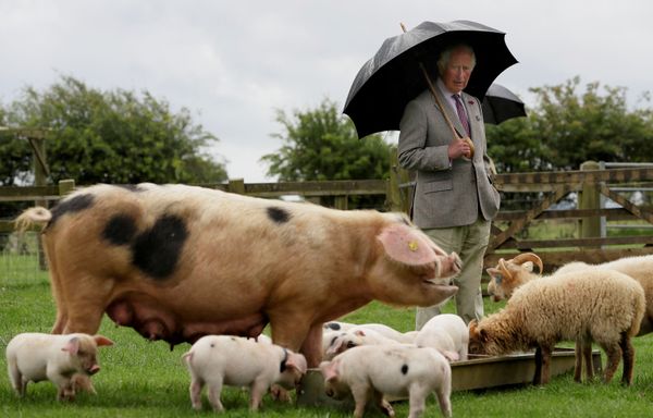Britain's Prince Charles looks at a Gloucestershire Old Spot pig with her piglets during a visit to Cotswold Farm Park in Guiting Power near Cheltenham, Britain July 1, 2020 Britain's Prince Charles looks at a Gloucestershire Old Spot pig with her piglets during a visit to Cotswold Farm Park in Guiting Power near Cheltenham, Britain July 1, 2020 - Sputnik International