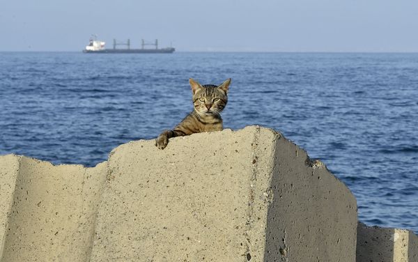A cat is pictured at the seafront promenade before a curfew imposed by authorities to prevent the spread of the COVID-19 coronavirus in the Bab el-Oued district of Algeria's capital Algiers on June 29, 2020 A cat is pictured at the seafront promenade before a curfew imposed by authorities to prevent the spread of the COVID-19 coronavirus in the Bab el-Oued district of Algeria's capital Algiers on June 29, 2020 - Sputnik International