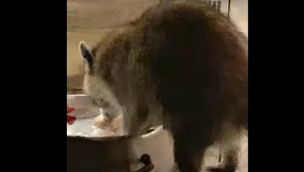 Raccoon and pizza - Sputnik International