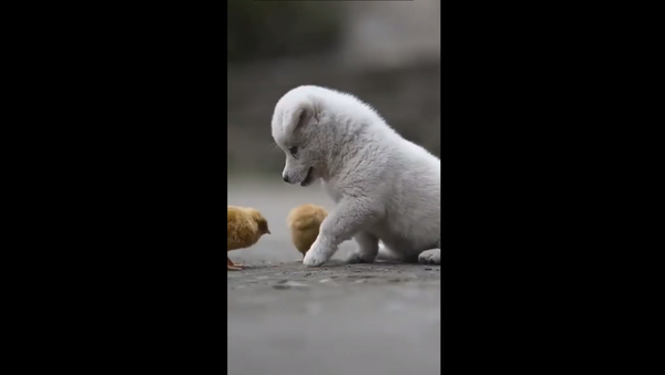 Pup and Chicken - Sputnik International