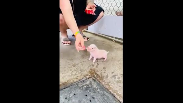 Pig - Sputnik International